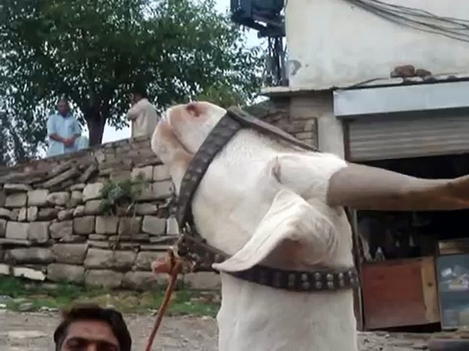 Monkey and goat show 7