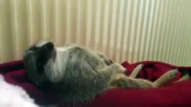 Сурикат очень хочет спать. Прикол!