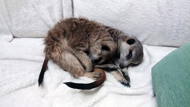 Сурикаты заснули вместе