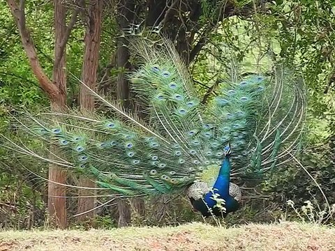 مور جنگل میں اپنے جوبن پر دیکھیئے Peacock in full swing in the forest
