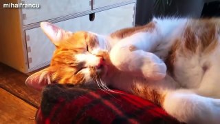 Cute Dogs And Cats Dont Want Wake Up Video Compilation 2015