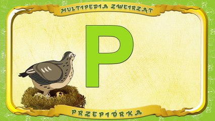 Multipedia Zwierząt. Litera P Przepiórka