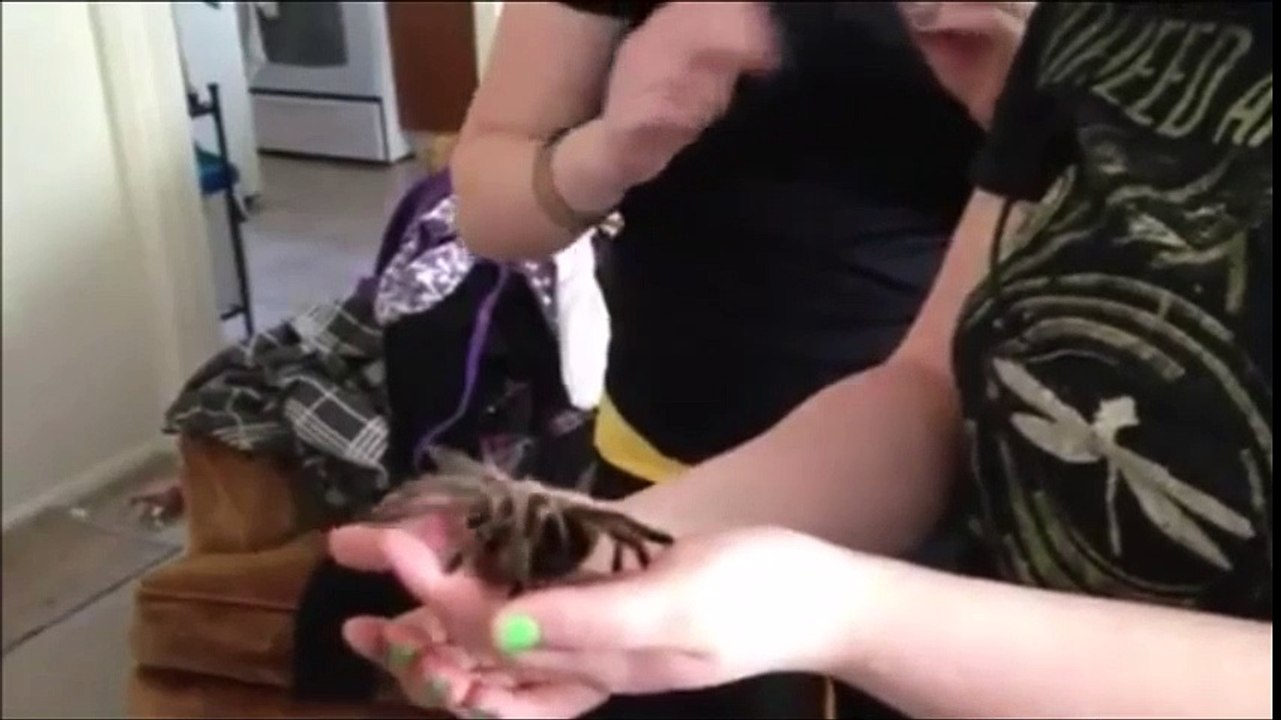 Phobie ! Deux minutes chrono pour vaincre sa peur des araignées.