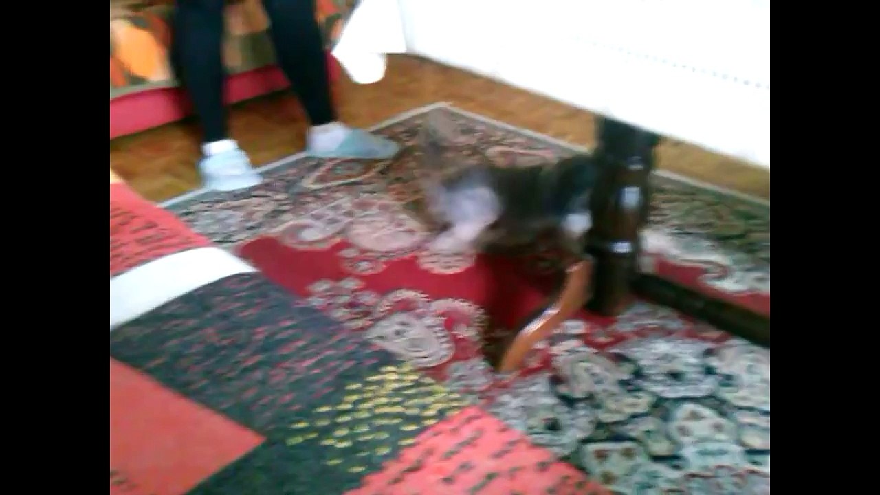 Dog Chasing Cats || Funny Dogs and Cats videos|| Funny dogs and cats compilation [HD]