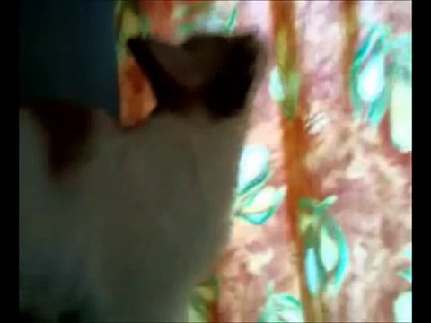 -Talking cats! MUST SEE!!! - funy cats punjabi speaking