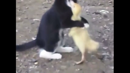 Забавный УТЕНОК дерется с котенком, плавает в раковине