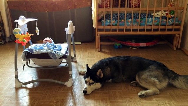 Хаска Дик успокаивает ребенка