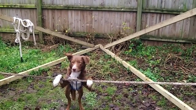 Что делает пес, цирк отдыхает