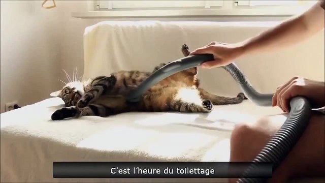 Это какой-то неправильный кот видео