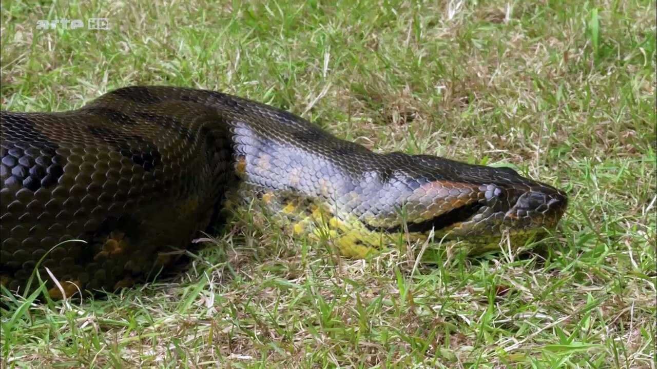 Curiosités Animales: Des Corps Élastiques,  Le Chameau, Le Dromadaire & L'anaconda
