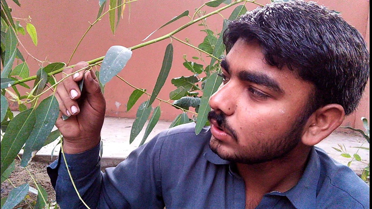 Nasibullah Sindhi Funny Clip | Jacobabad | MySite.PK