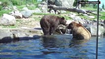 Grizzly Bear smashes glass at zoo exhibit