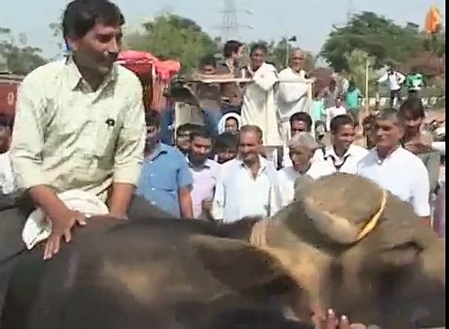 World's most expensive Buffalo of 70 Millions Rupees - punjab