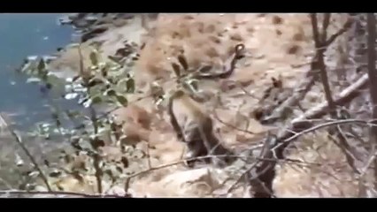 Jaguar vs Giant Anaconda  - Tiger vs Python - Python vs Leopard