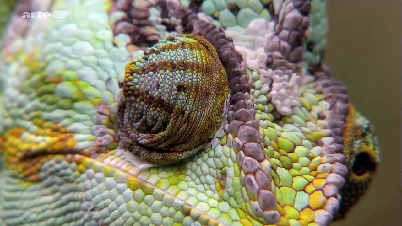 Curiosités Animales: La Girafe & Le Caméléon