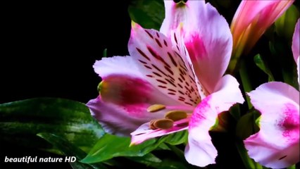 Blooming Flowers