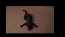 Lustige Katzen Videos zum totlachen