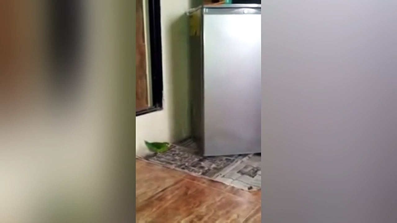 Loro gocho guarimbero
