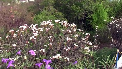 Паттайя  Цветы Pattaya  Flowers
