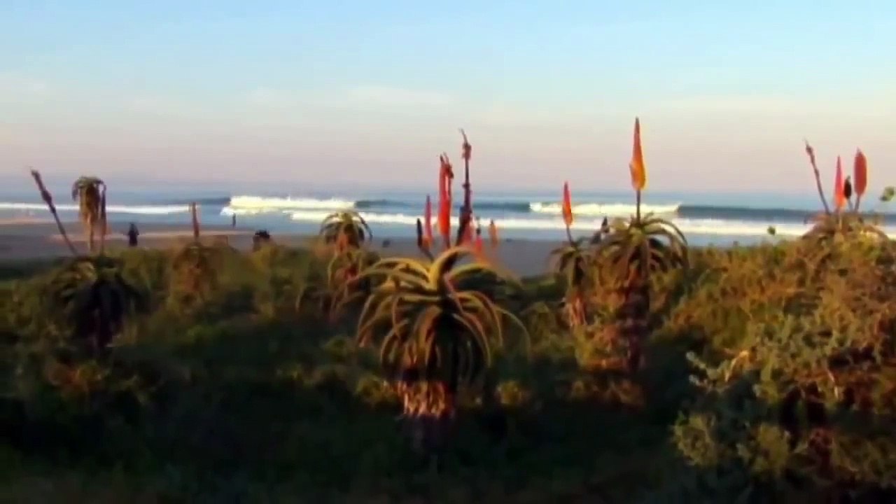 Great White Shark Attacks Caught On Tape - Sharks Attack [Nature Wildlife Documentary Full HD]