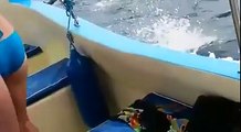 Des vacanciers escortés par des centaines de dauphins