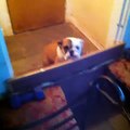 Bilbo doesnt like doggy jail - Austin Miles Geter Vines