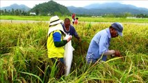 خرق علمي في تحديد التركيبة الوراثية للأرز قد يطلق 