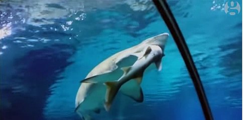 Shark eats shark in South Korean aquarium