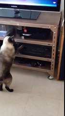 Gato lidando com as novas tecnologias