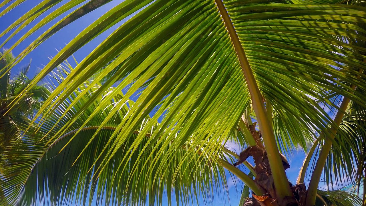 Tahiti Island full HD