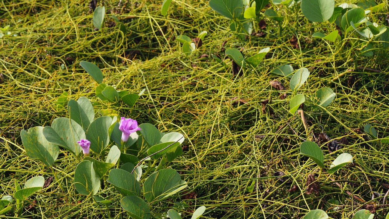 Crystal  Sea Waters in Japan 4K (Ultra HD)