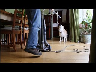 Собаки против пылесоса. Подборка Топ 7
