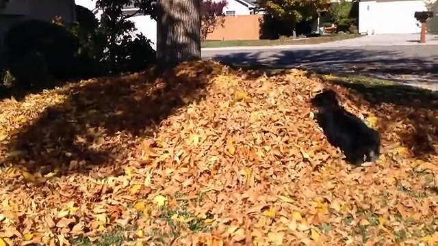 Собаки играют в листве. Подборка Топ 7