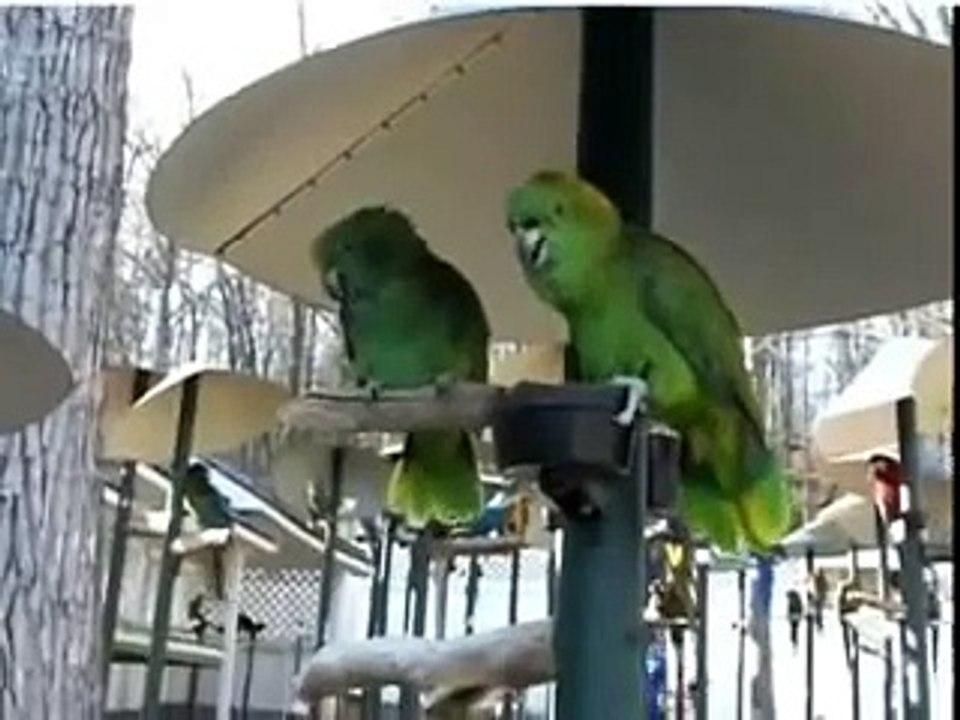Best Bird Video Talking Parrots Dancing Cockatoos Singing Parrots
