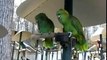 Best Bird Video Talking Parrots Dancing Cockatoos Singing Parrots Compilation