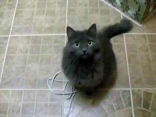 Говорящий кот вот какие словечки он сказанул