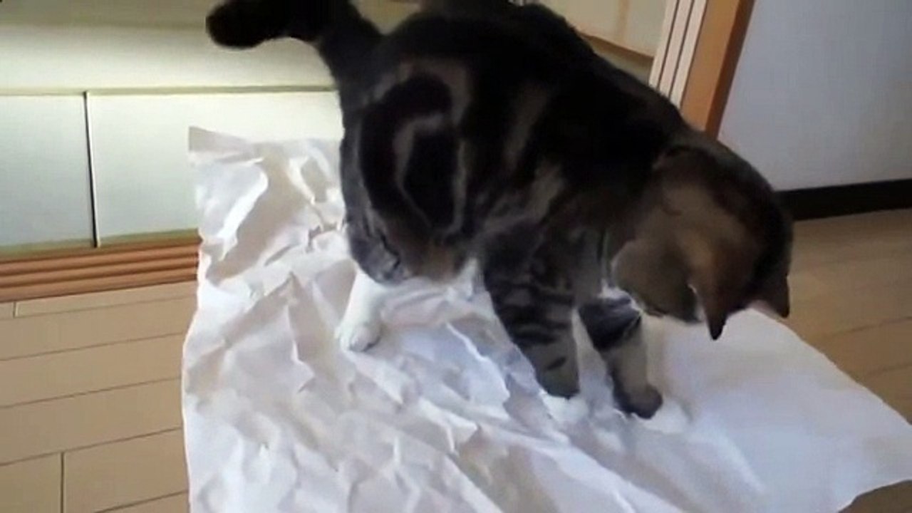 Вот это прикол смешные кошки