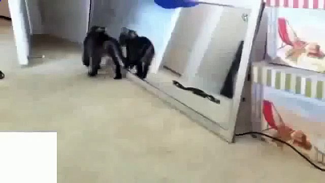 Вот это прикол с кошкой и зеркалом!