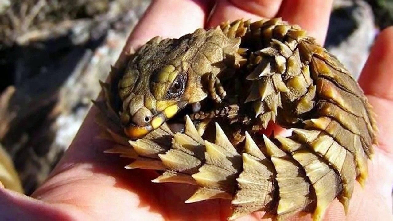 Top 10 Weirdest Lizards Large & Small
