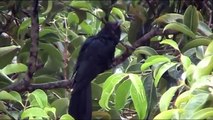 Bird Sounds - ASIAN KOEL sounds coco