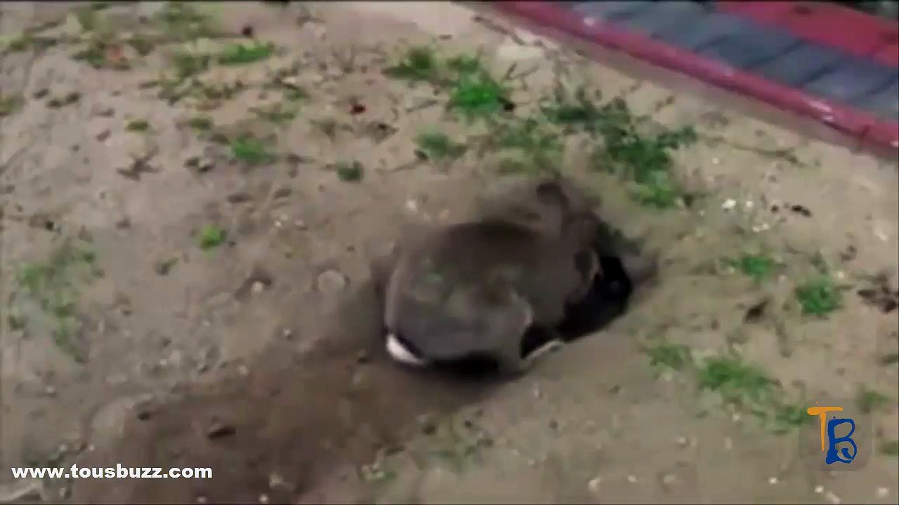 Vous serez surpris et attendris en découvrant pourquoi ce lapin creuse un trou