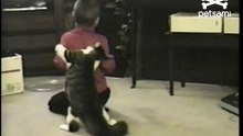 cat wrestling boy