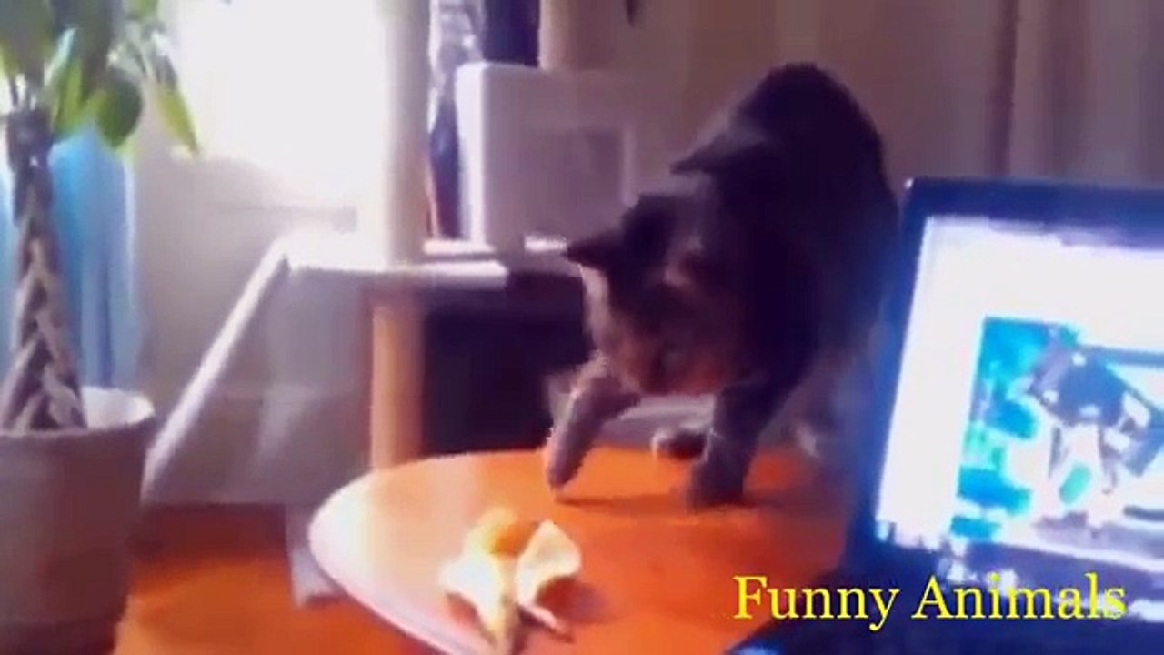 BEST FUNNY ANIMALS COLLECTION