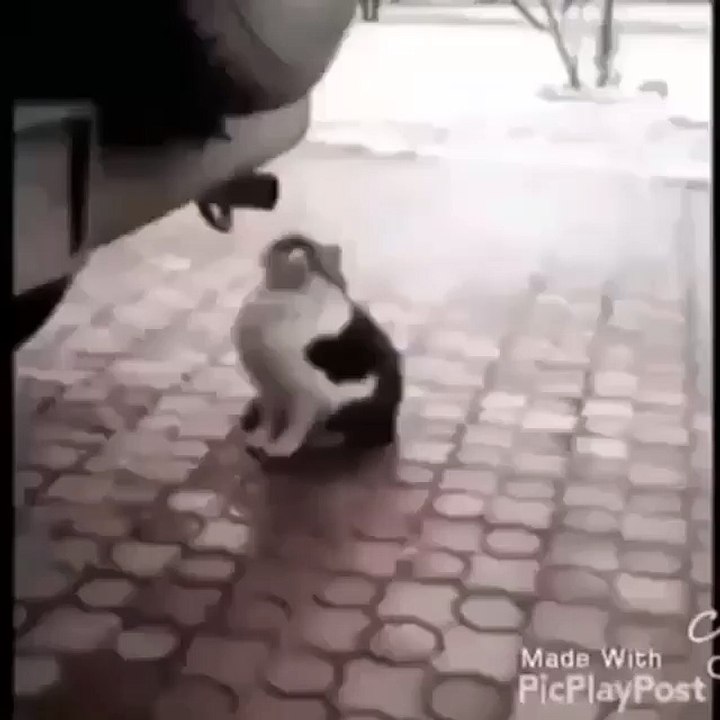 Cat loves car exhaust
