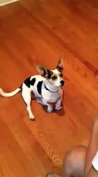 Dresser son chien pour qu'il miaule comme un chat