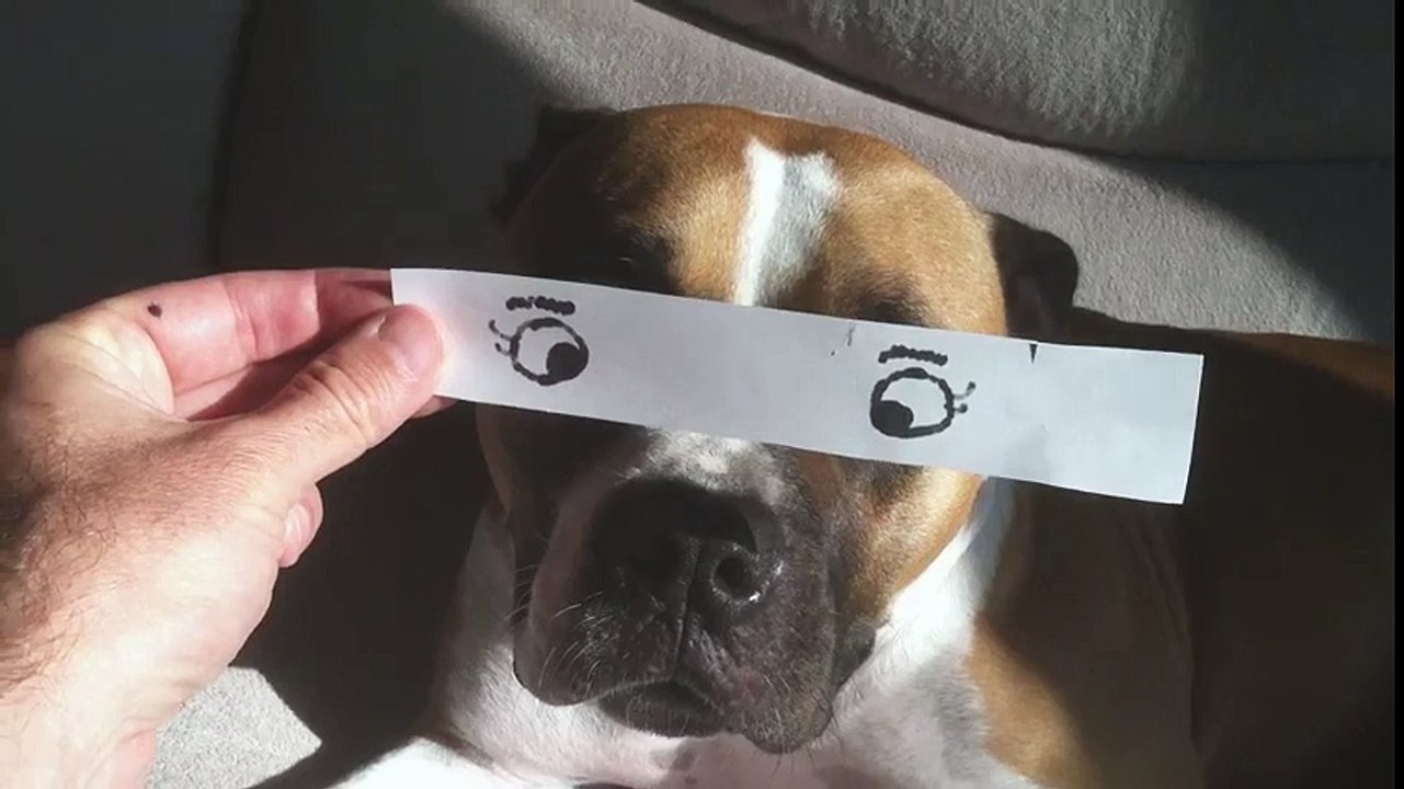 Dogs Cats and Babies With Doodle Eyes