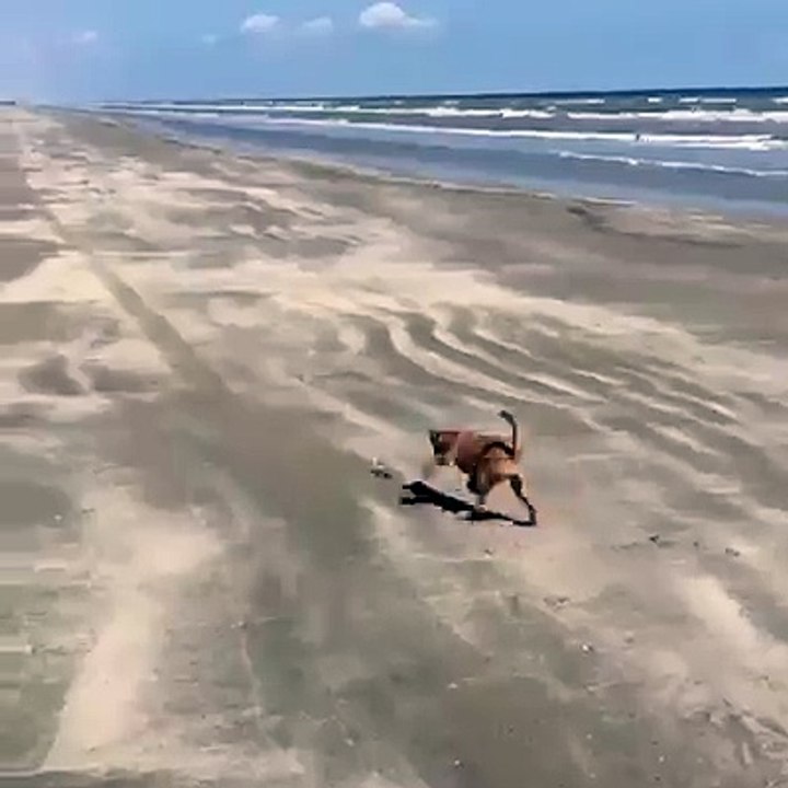 Dog vs Crab !!