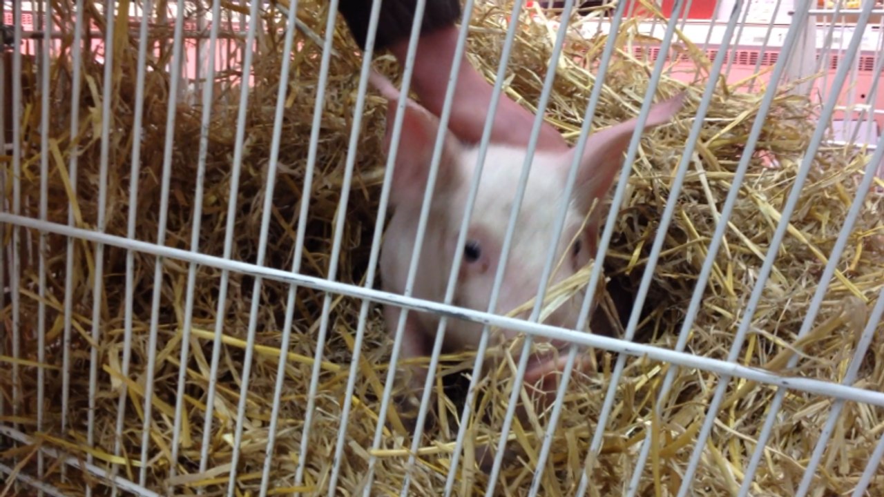 Les agriculteurs contrôlent les étiquettes des produits dans les supermachés