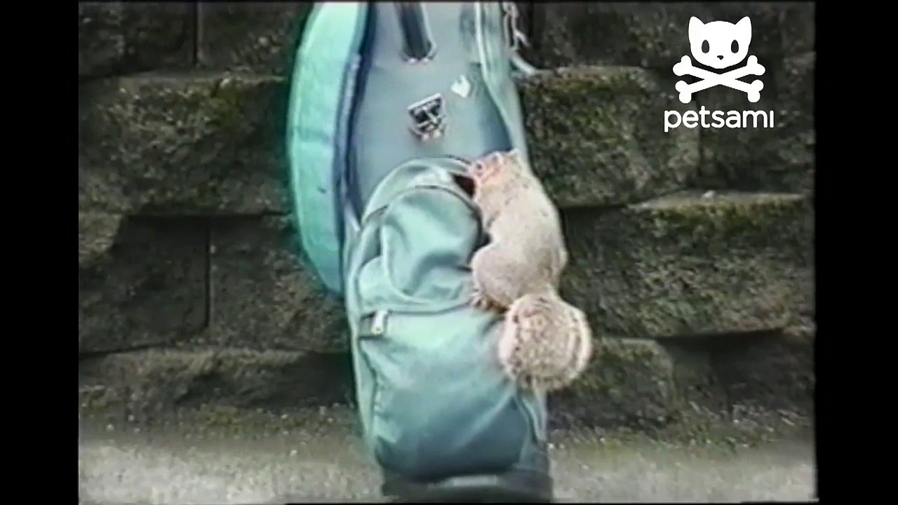 Squirrel steals a protein bar from a golfer
