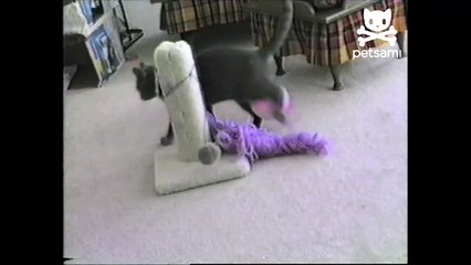 Static cat struggles with balloon